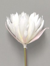 Lotus Blume \"Alba\" creme